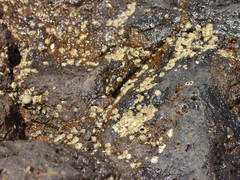 Chthamalus stellatus