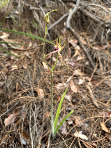 Karri Spider Orchid (Caladenia brownii)