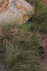 Xyris capensis