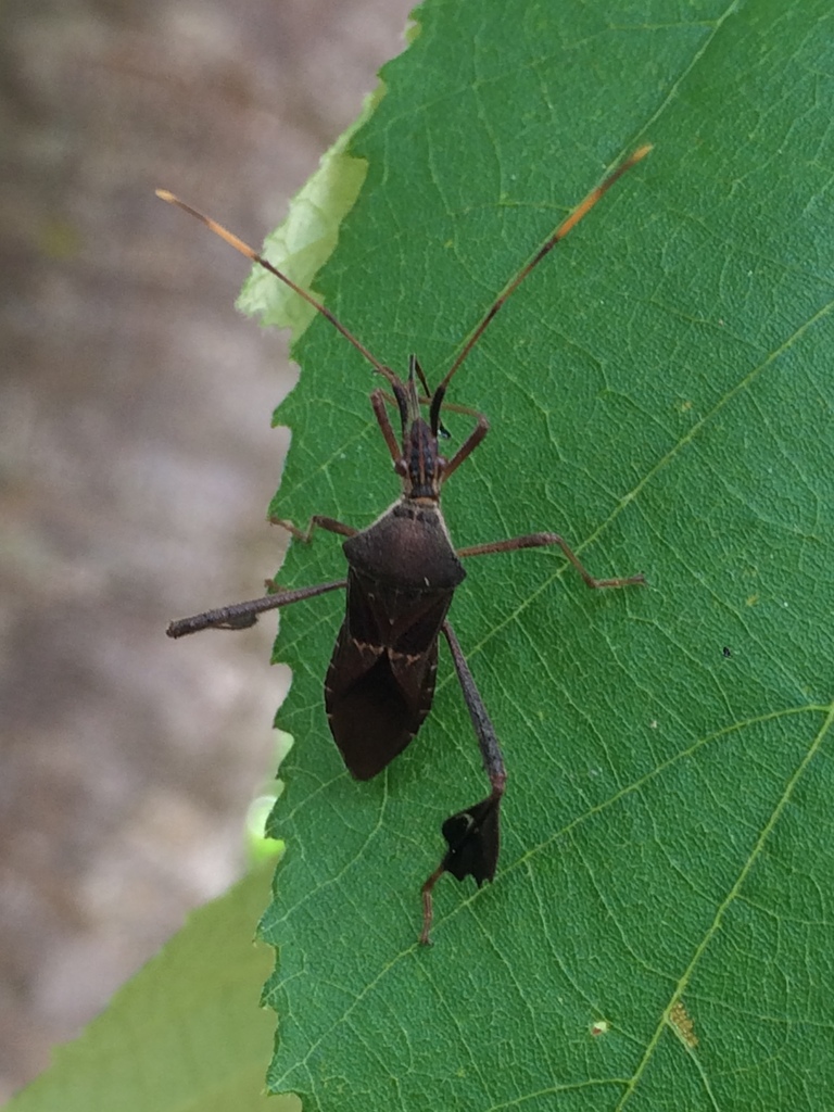 O'Neal's Leaf-footed Bug