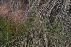 Xyris capensis