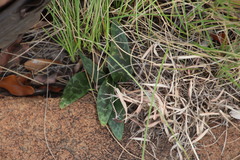 Drimiopsis burkei