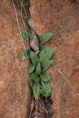 Drimiopsis burkei