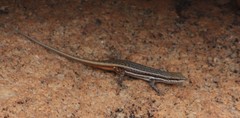 Trachylepis varia