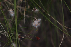 Xyris capensis