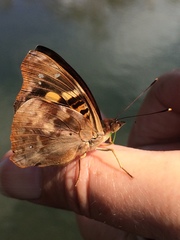 Doxocopa