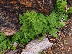 Myriopteris pringlei