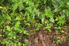 Myiothlypis coronata