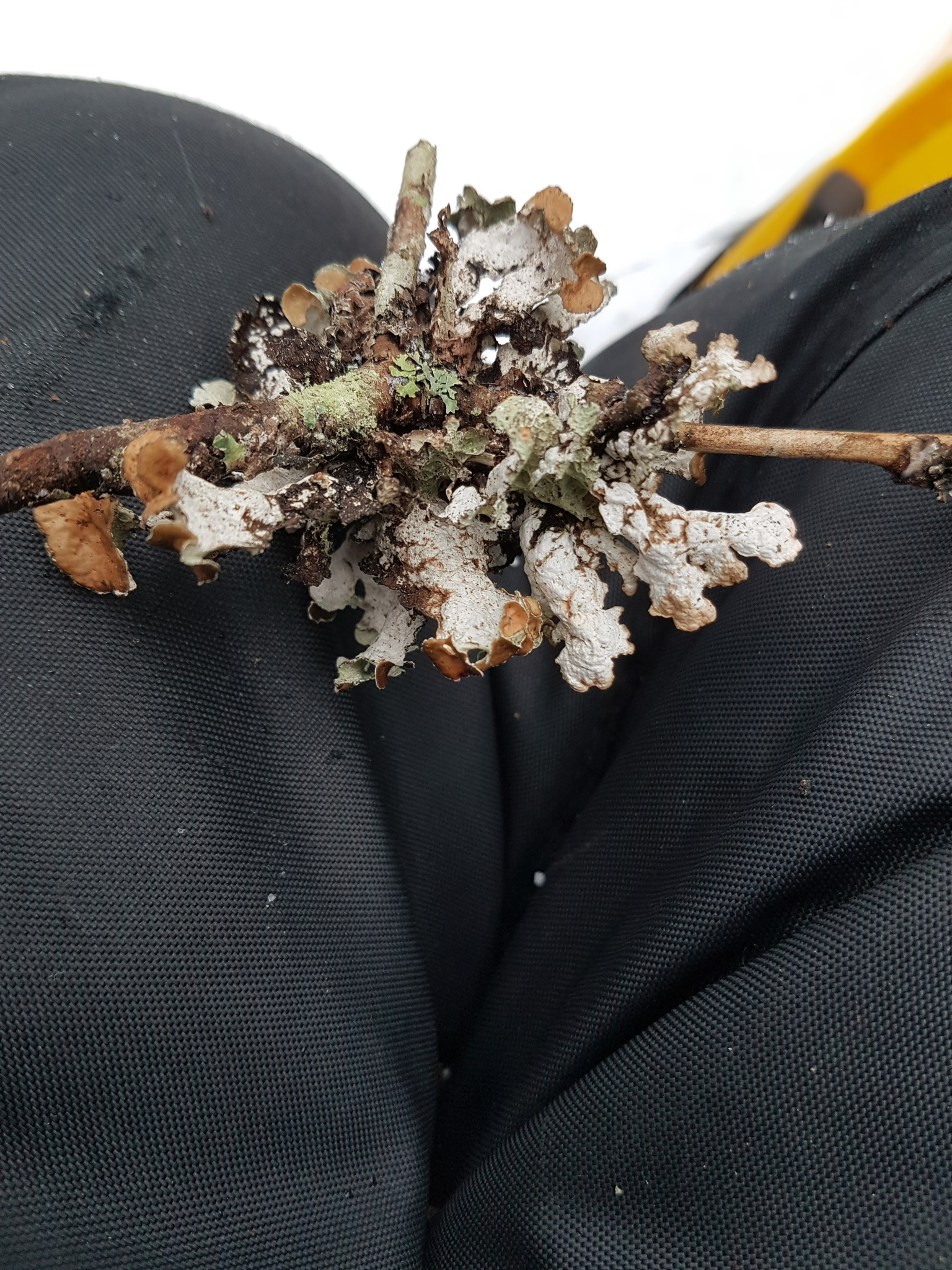 Platismatia tuckermanii image