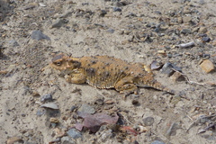 Phrynosoma cerroense
