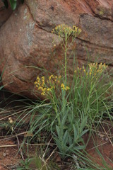 Senecio venosus