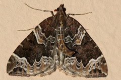 Eulithis prunata