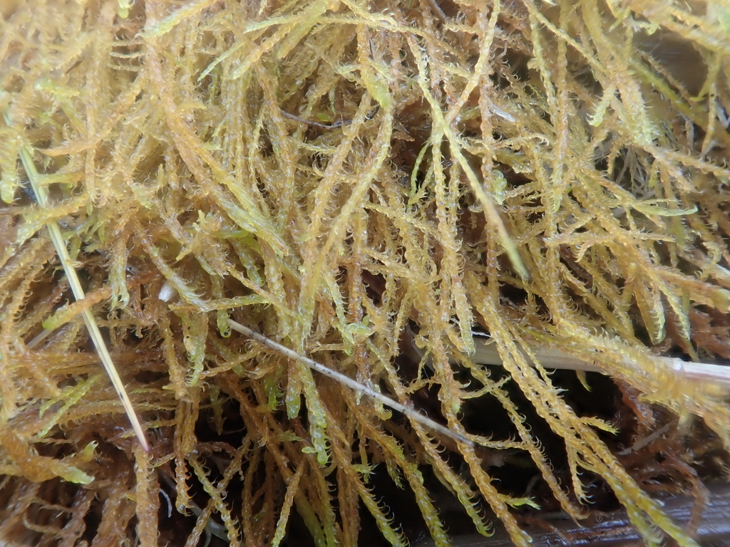 Drepanocladus brevifolius