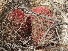 Ferocactus gracilis gracilis