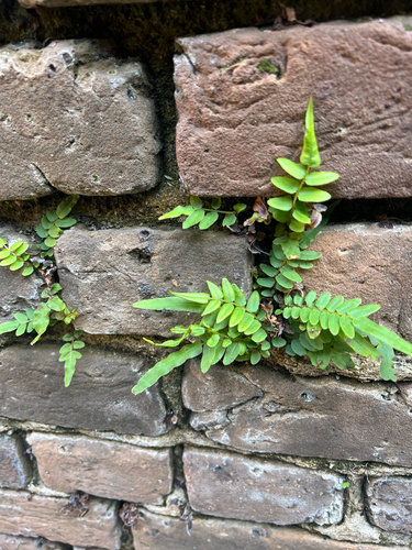 Pteris vittata