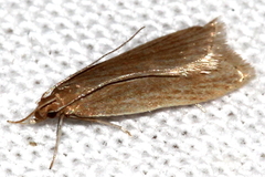 Helcystogramma rufescens