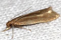 Helcystogramma rufescens