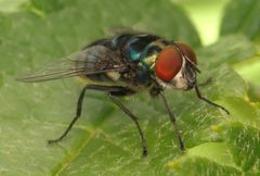 Chrysomya chloropyga