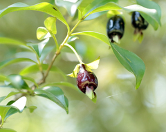 Eugenia involucrata, photograph author not stated, no rights reserved