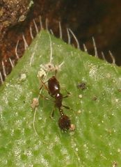 Monomorium havilandi