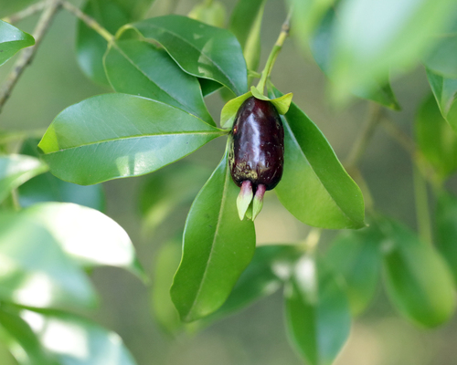 Eugenia involucrata, photograph 4