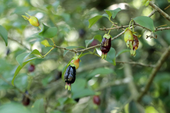 Eugenia involucrata, photograph author not stated, no rights reserved