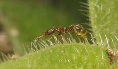 Monomorium havilandi