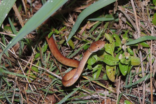 Brown Tree Snake sighting