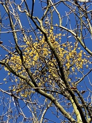 Loranthus europaeus