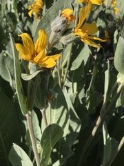 Wyethia mollis