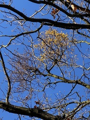 Loranthus europaeus
