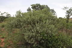 Ozoroa paniculosa salicina