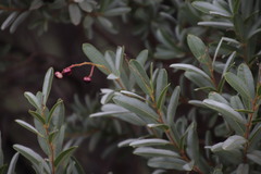Ozoroa paniculosa salicina