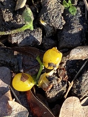 Loranthus europaeus