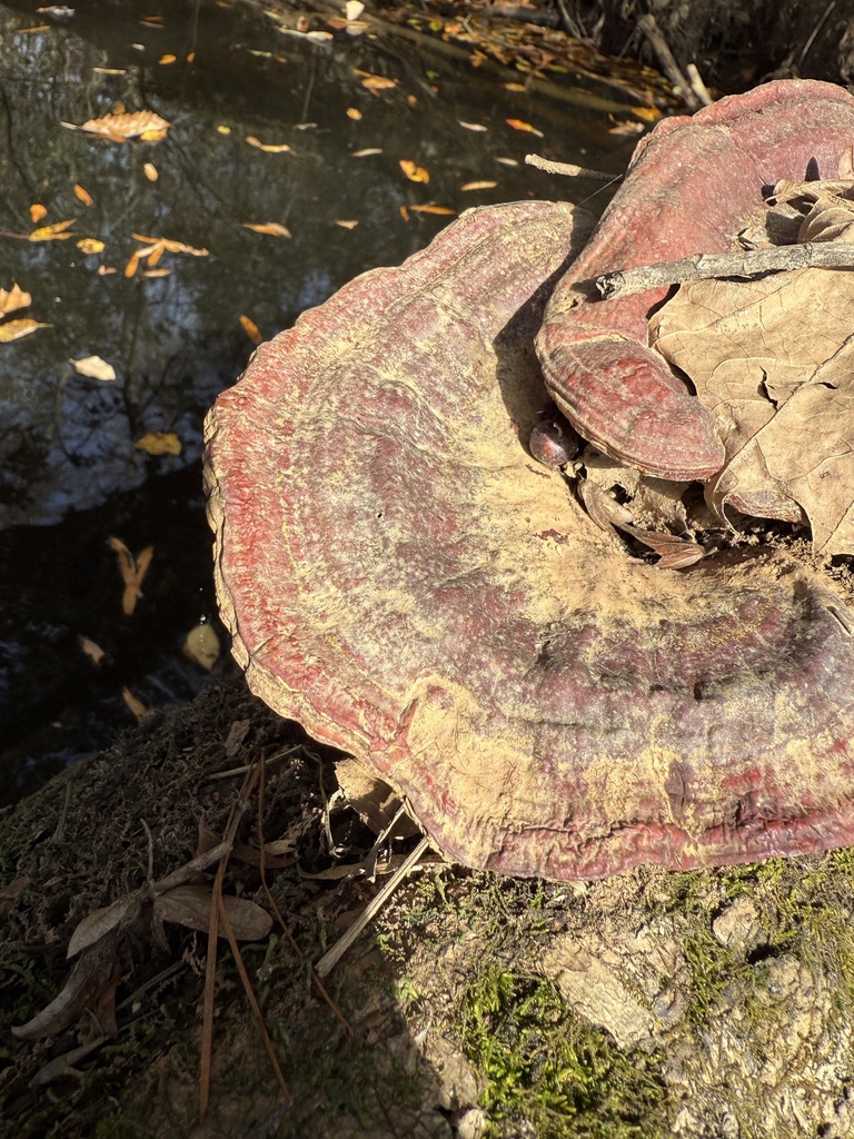 Ganoderma sessile · November 2025 · photo: © aviatrix-79 (iNaturalist, cc-by-sa)