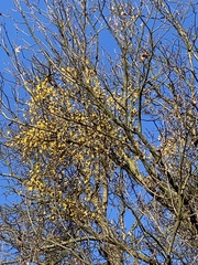 Loranthus europaeus