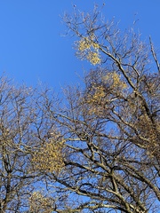 Loranthus europaeus