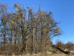Loranthus europaeus
