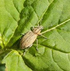 Tanymecus palliatus