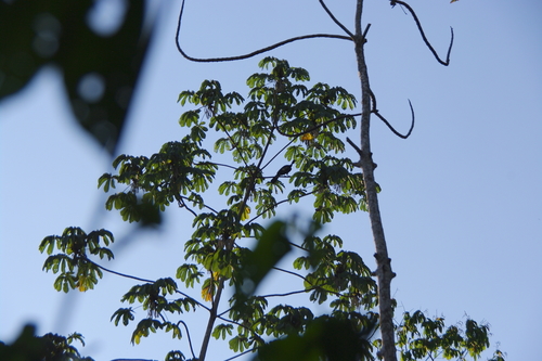 Cracidae