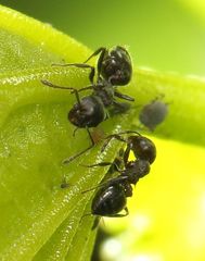 Crematogaster monticola