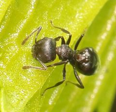 Crematogaster monticola