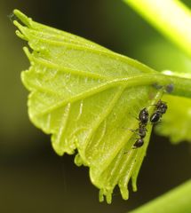 Crematogaster monticola