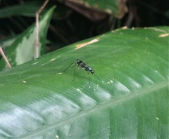 Hybobata fuelleborni