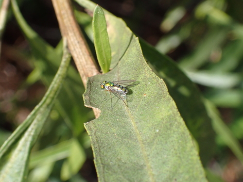 iNaturalist observation photo of Condylostylus caudatus