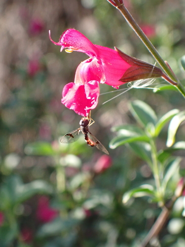 iNaturalist observation photo of Western Band-winged Hover Fly