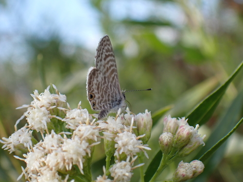 iNaturalist observation photo of Marine Blue