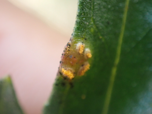 iNaturalist observation photo of coyote brush rust