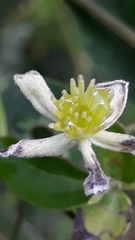 Clematis campestris