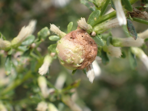iNaturalist observation photo of Coyote Brush Bud Gall Midge